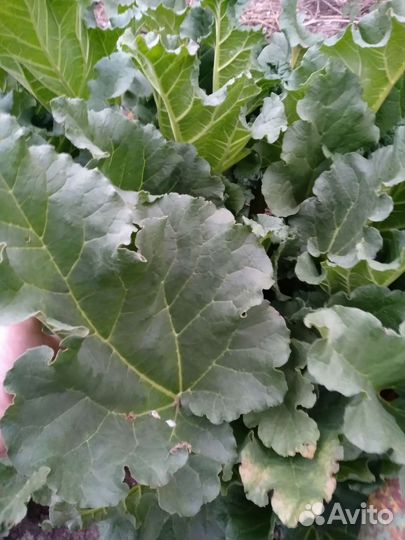 Ревень/рабарбор саженец/куст