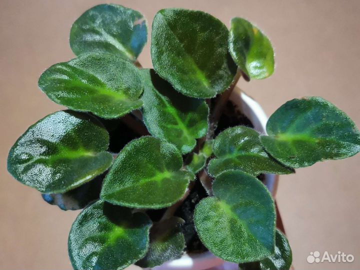 Детки фиалки