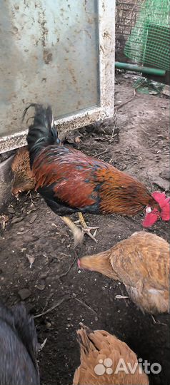 Петух маран черно медный