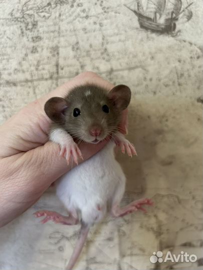 Крысята Дамбо большой выбор