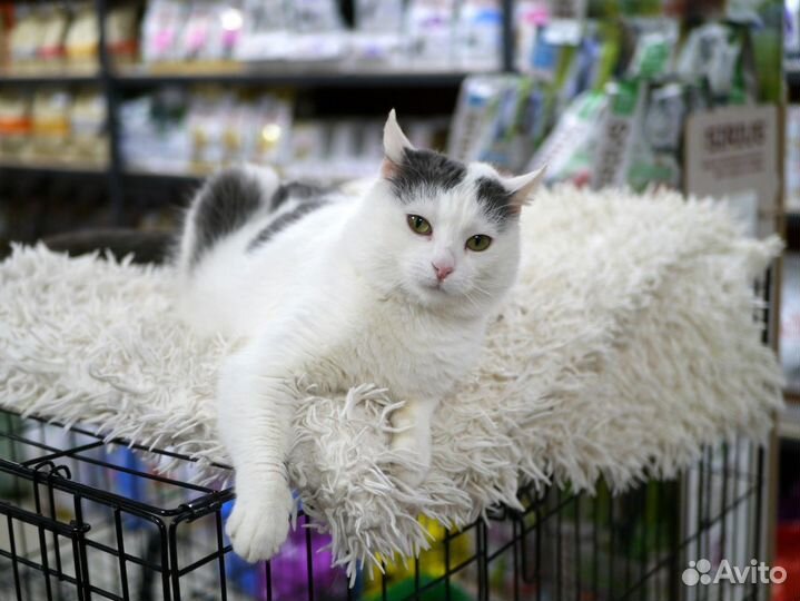 Замечательная кошечка Лима в добрые руки