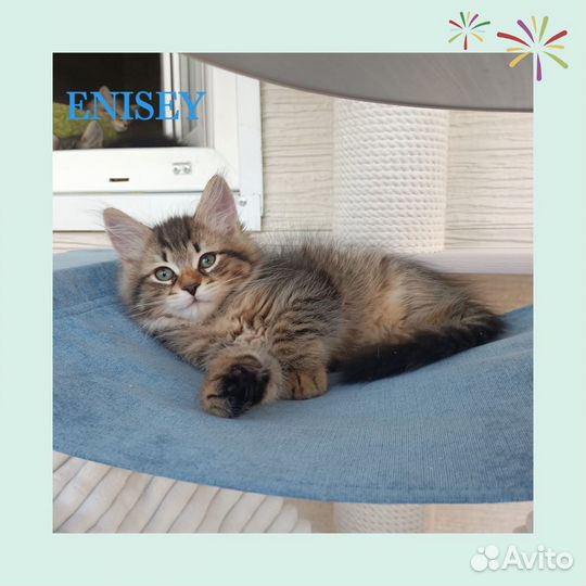 Сибирские котята