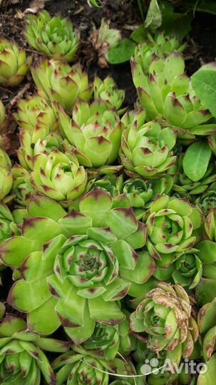 Каменная роза