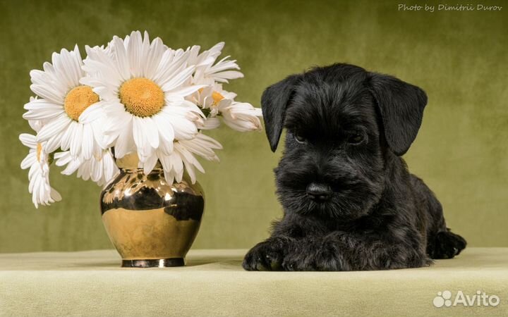 Цвергшнауцер