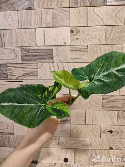 Сингониум яичница