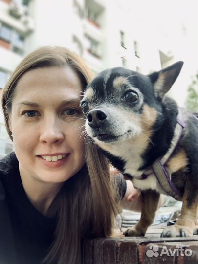 Котоняня, зооняня, присмотр за маленькой собачкой