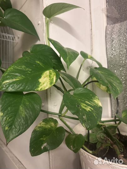 Эпипремнум золотистый