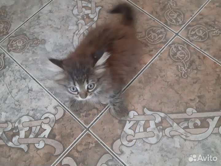 Котята в дар бесплатно