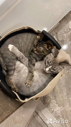 Кот и кошка взрослые