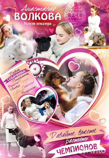 Услуги хендлера, показ собаки на выставках