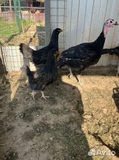 Барневельдер семья цыплята/куры