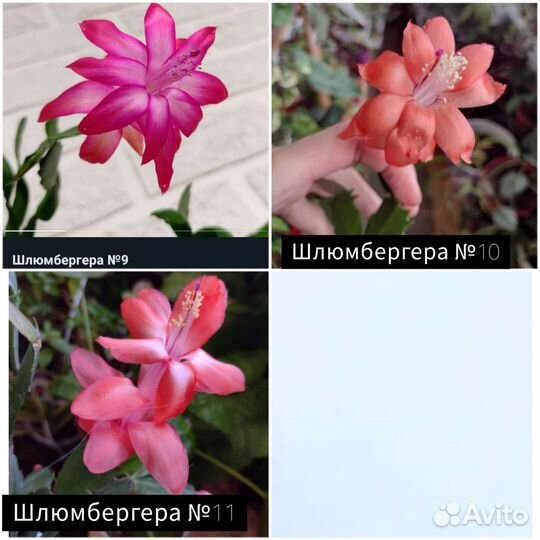 Шлюмбергеры декабристы много сортов