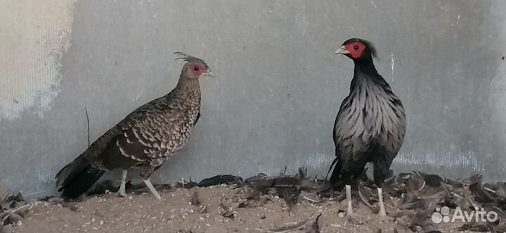 Непальские фазаны