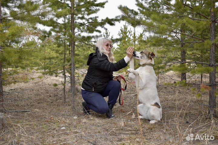 Собака в добрые руки