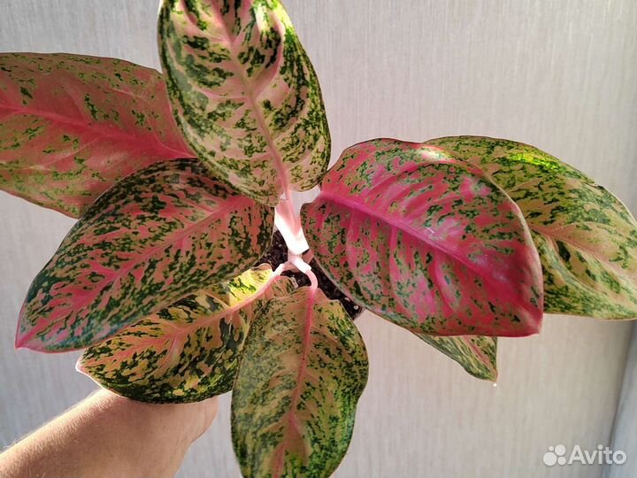 Аглаонемы, экзотические цветы