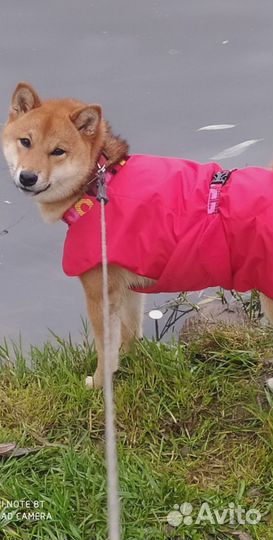 Попона для собак