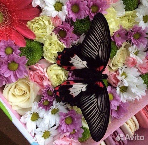 Живые бабочки В подарок объявление продам