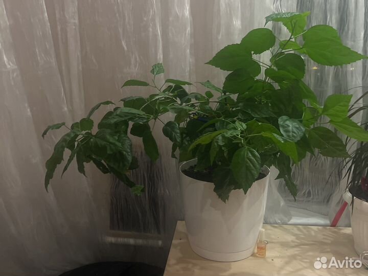 Гибискус китайская роза с горшком