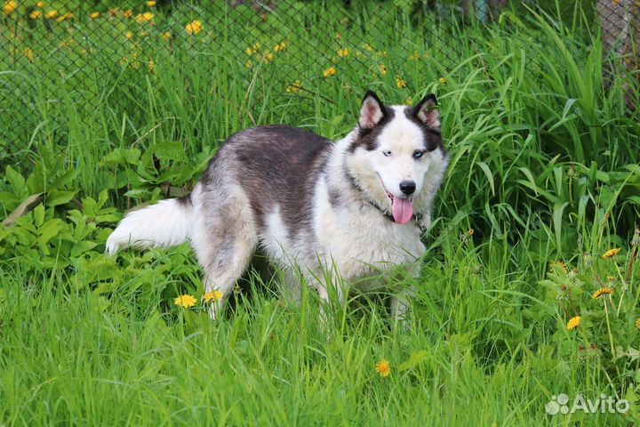 Смесь с хаски