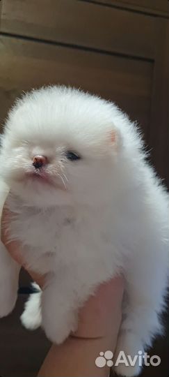 Шпиц мини девочка РКФ