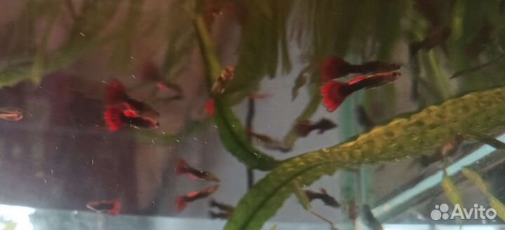 Аквариумные рыбки гуппи