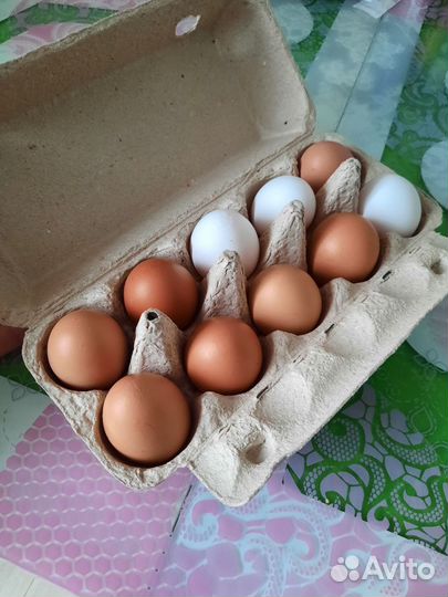 Домашние куриные яйца