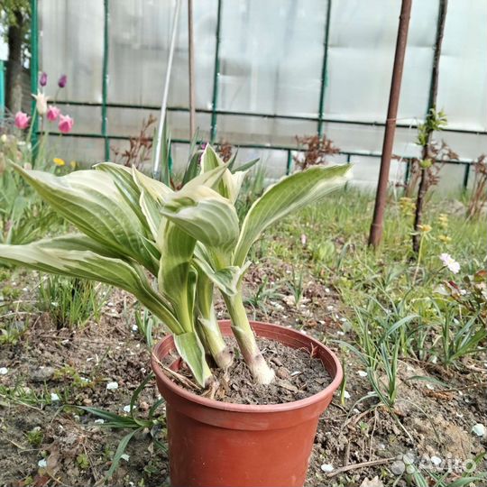 Хоста цветы