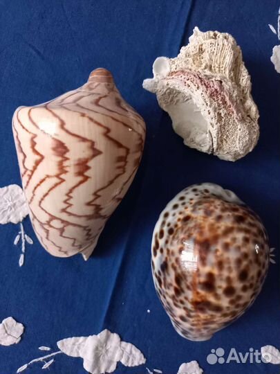 Морские ракушки, раковины
