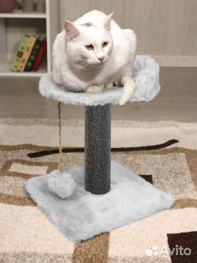 Когтеточка