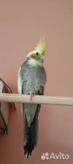 Попугай корелла птенцы