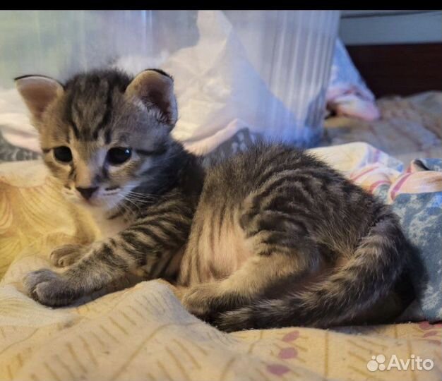 Котята в добрые руки даром