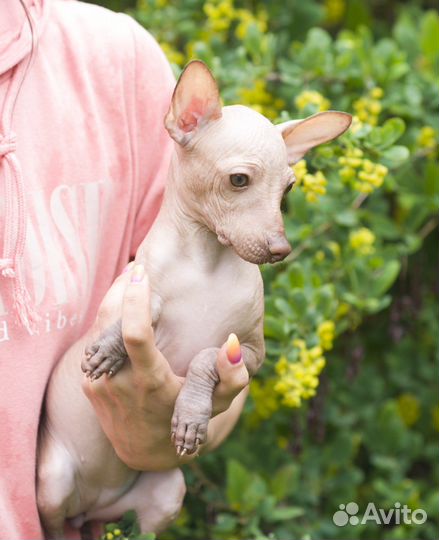 Ксолоитцкуинтли