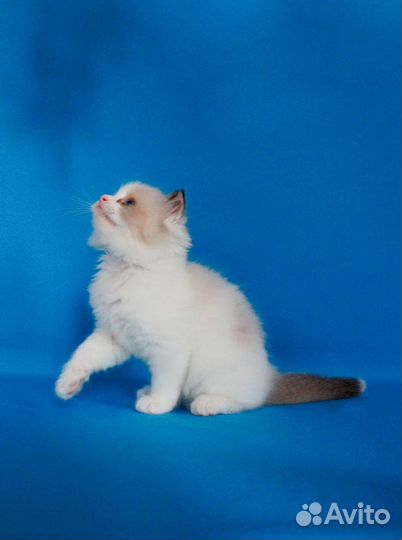 Котёнок Ragdoll Frederik от питомника