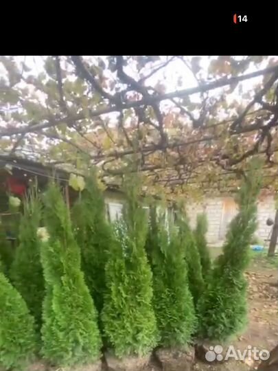 Туя смарагд