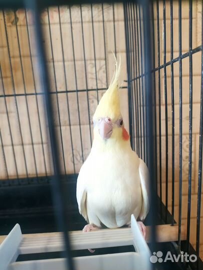 Попугай корелла