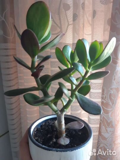 Денежное дерево