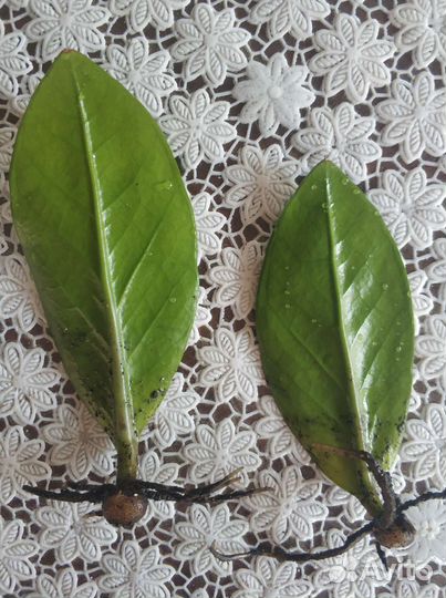 Замиокулькас