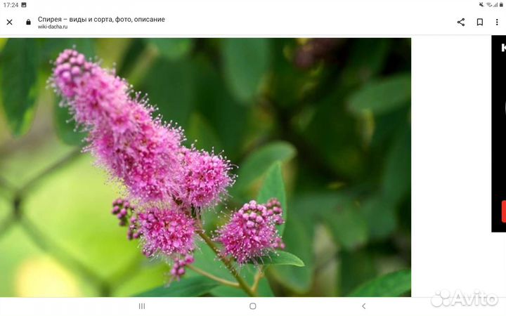Спирея дугласа