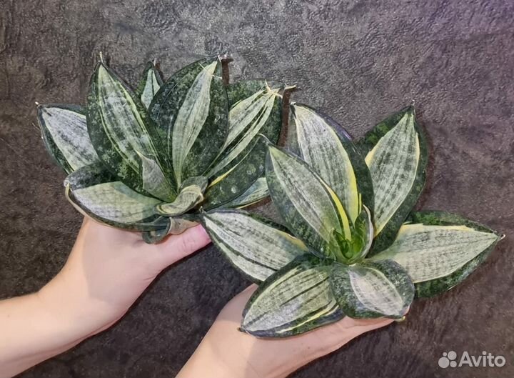 Сансевиерия Зебра крупная розетка, S. zebra
