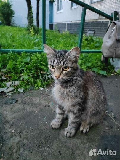 Кошка в дар