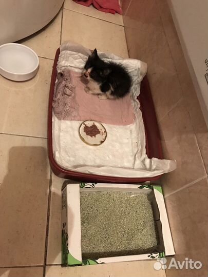 Кошка в добрые руки. Кошка-компаньон