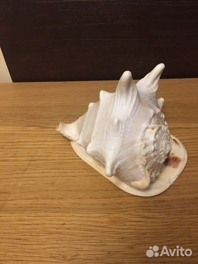 Морская раковина Кассис корнута, 22 см