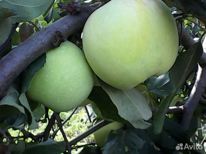 Черенки для прививки