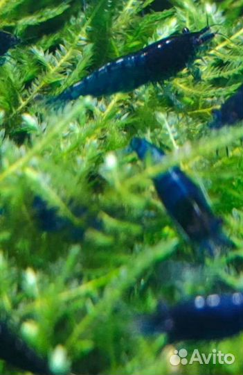 Аквариумные голубые креветки Рили блю синяя мечта