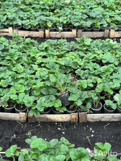 Рассада клубники. Большой ассортимент