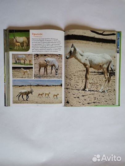 Моя большая книга о детенышах животных 1000 фото