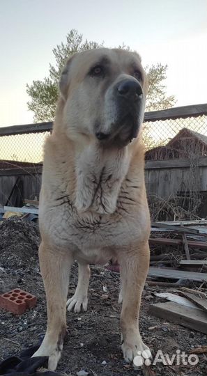 Сао алабай вязка