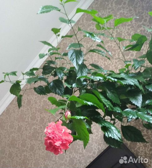 Гибискус китайская роза