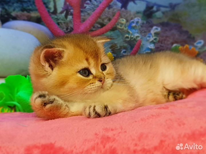 Шотландский эксклюзив Котята Вязка с Чемпионом