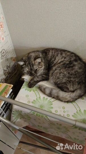 Кошки